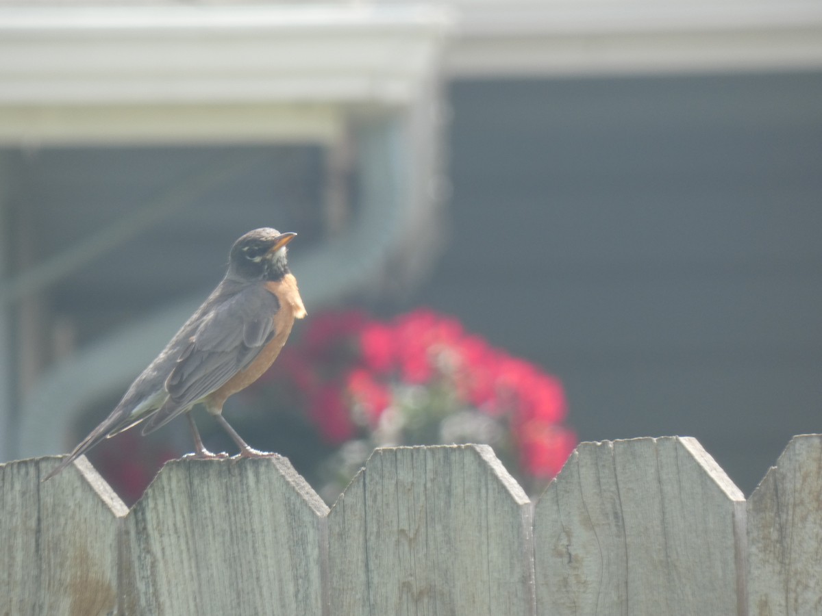 American Robin - Glenn Vakalala