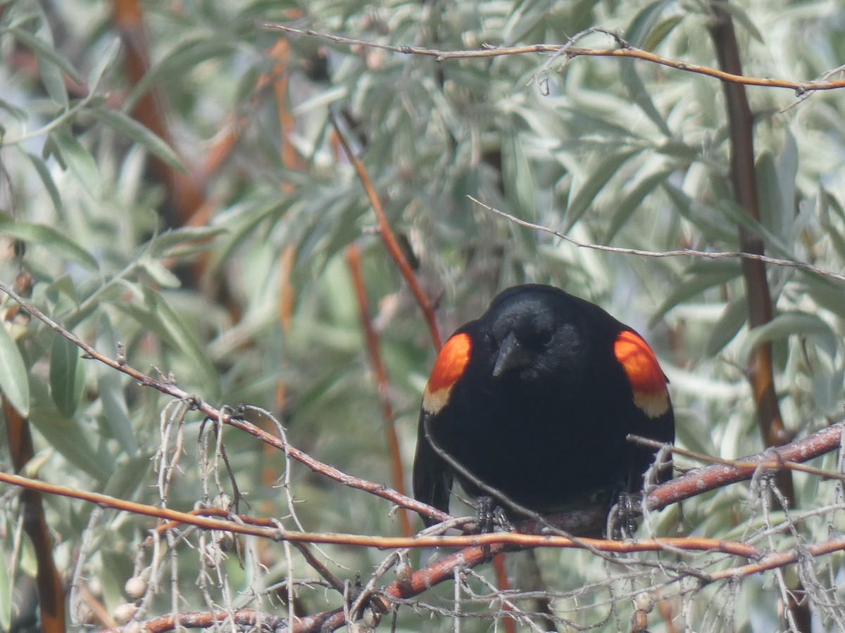 Red-winged Blackbird - Glenn Vakalala