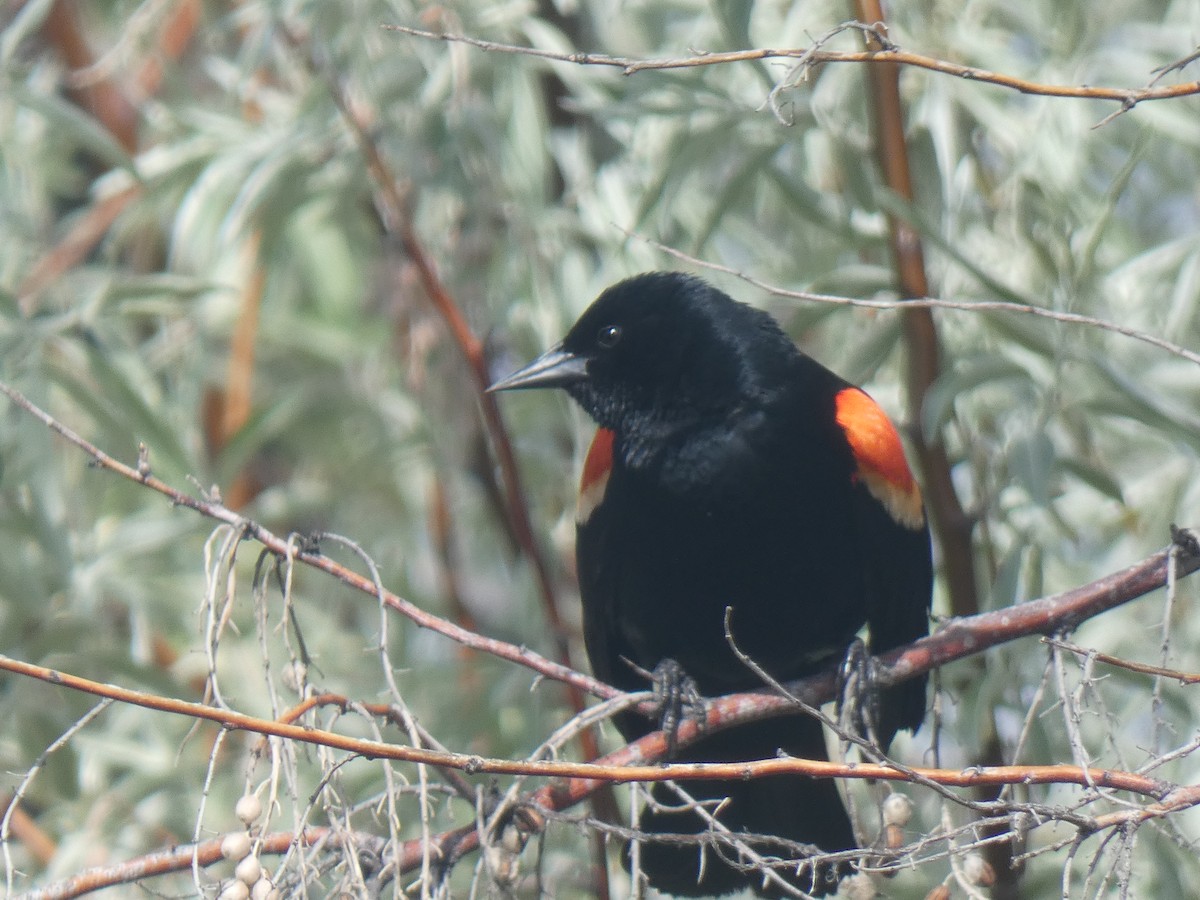 Red-winged Blackbird - Glenn Vakalala