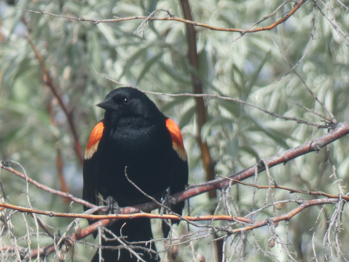 Red-winged Blackbird - Glenn Vakalala