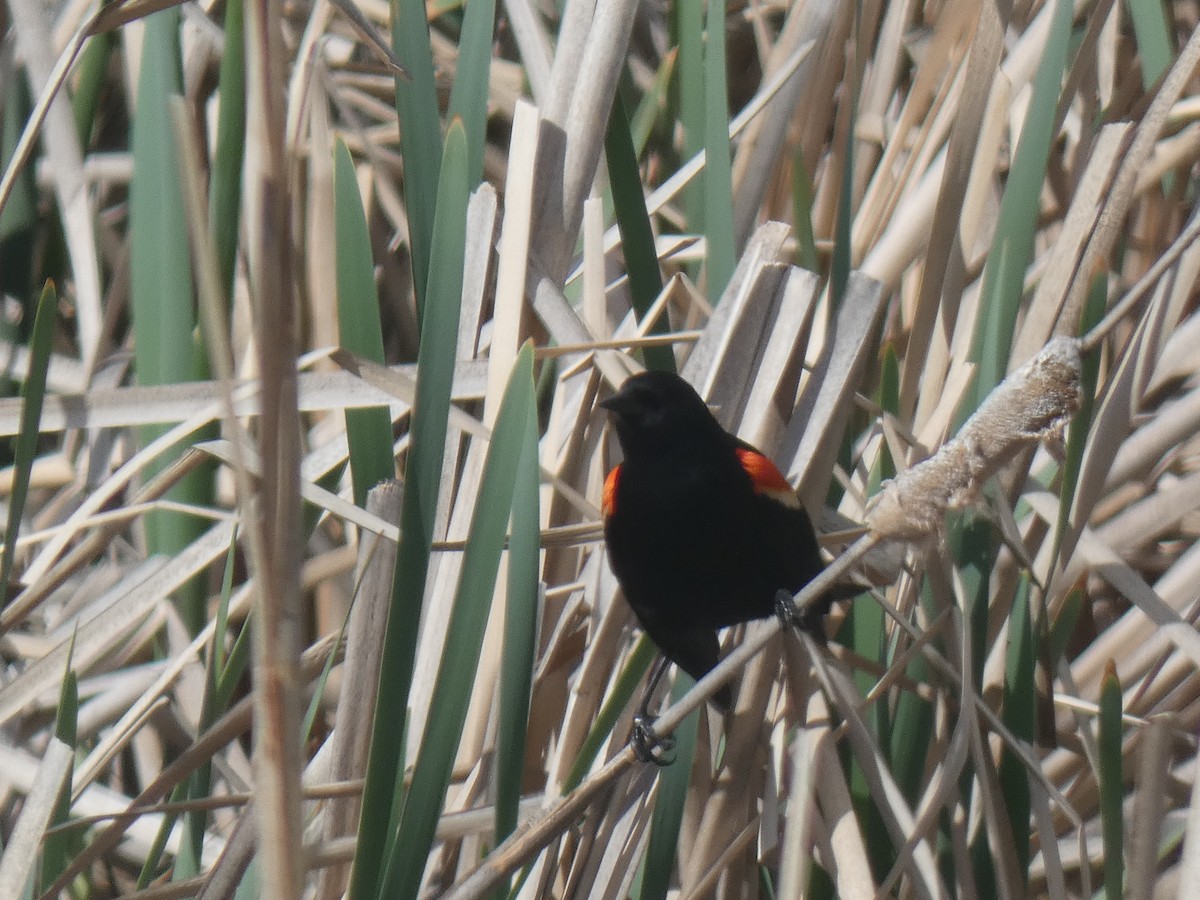 Red-winged Blackbird - Glenn Vakalala