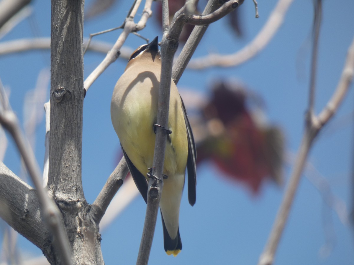 Cedar Waxwing - ML395166661