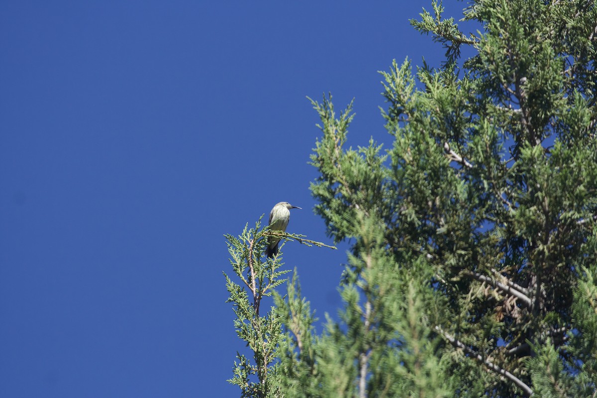 Нектаркові sp. (sunbird sp.) - ML395167071