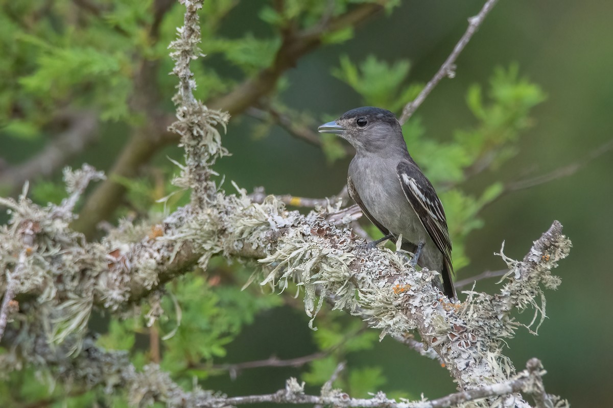 White-winged Becard - Pablo Re