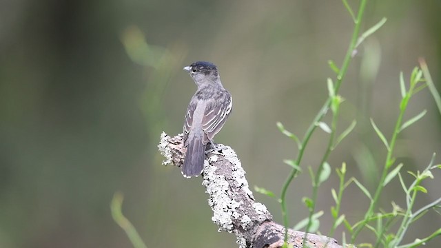 White-winged Becard - ML395173401