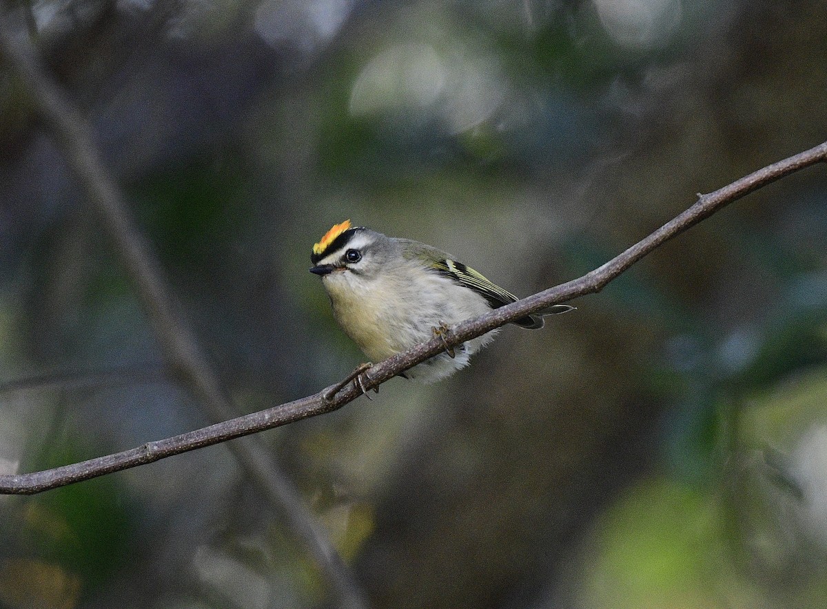 Golden-crowned Kinglet - ML395174191