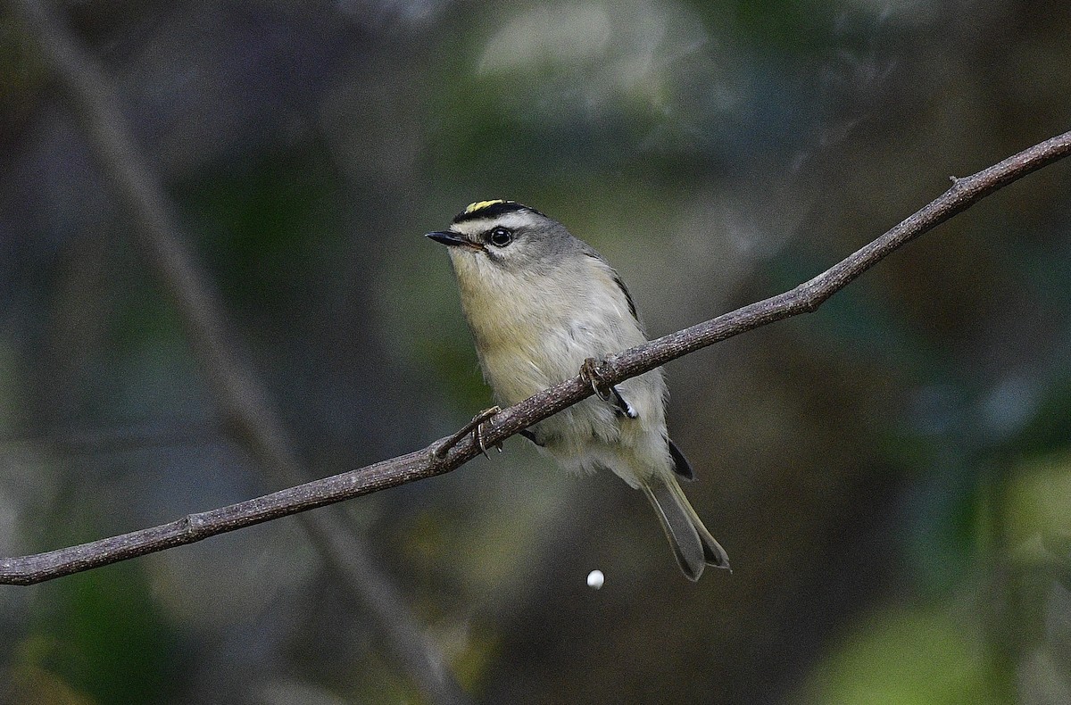 Golden-crowned Kinglet - ML395174231