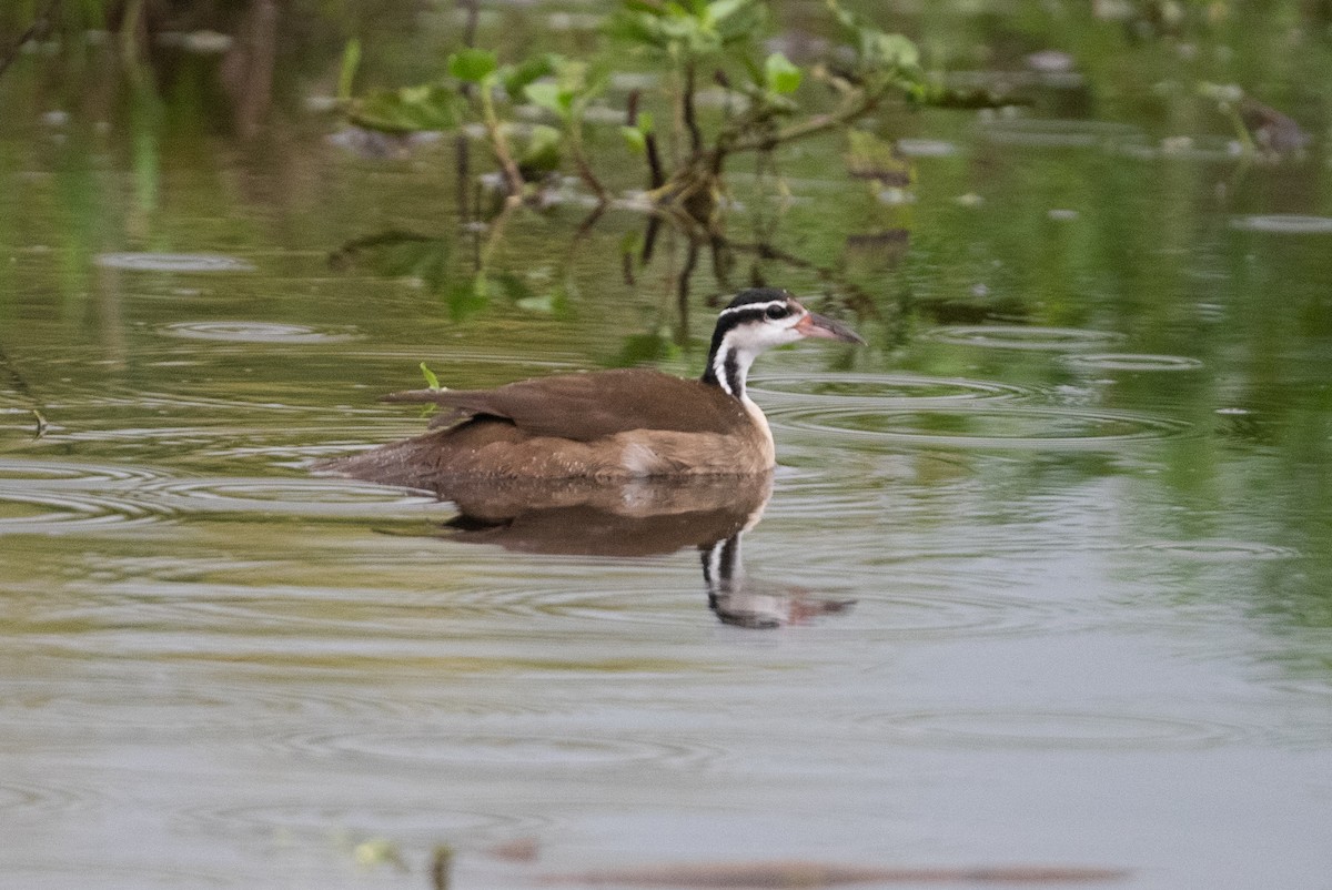Sungrebe - ML395174791