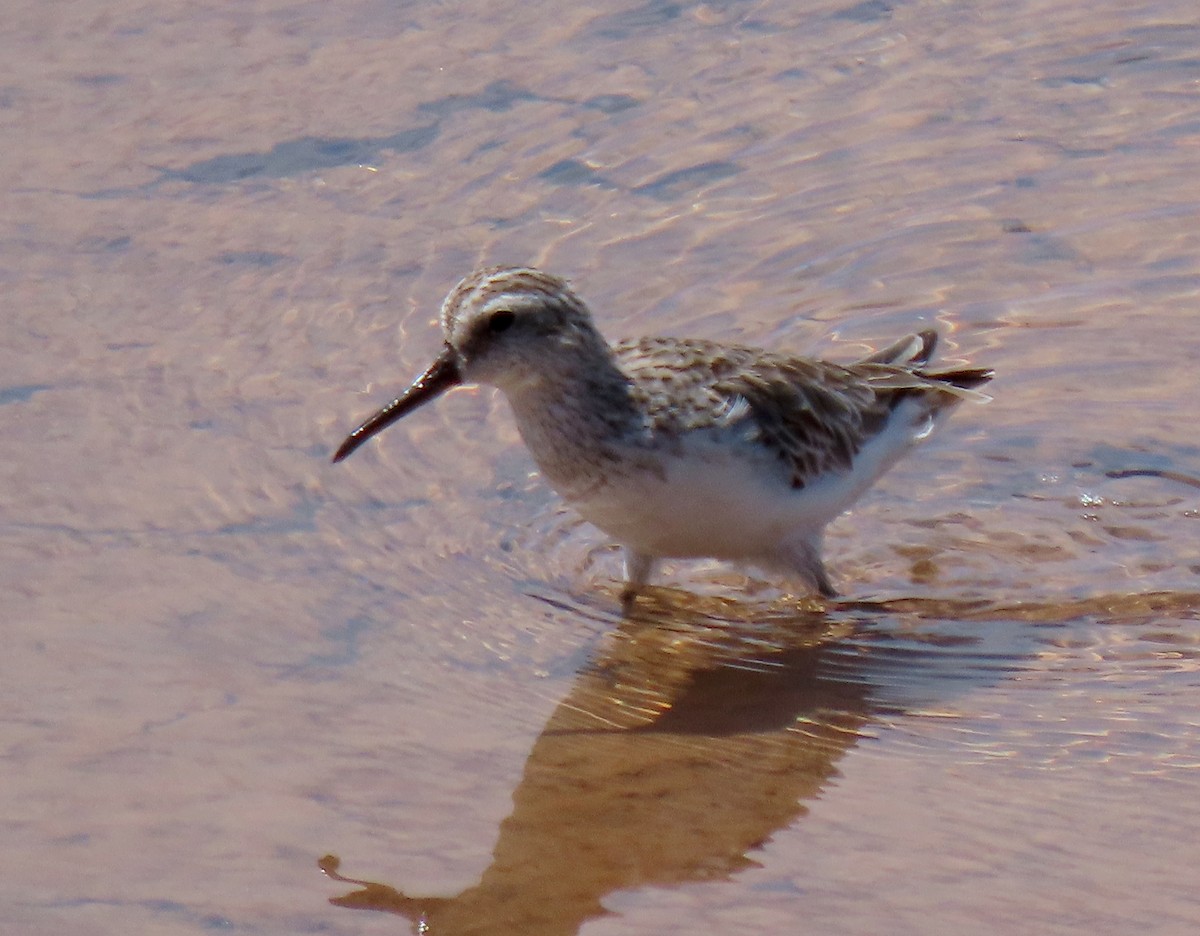 Broad-billed Sandpiper - Peter Taylor (ex Birding SW)