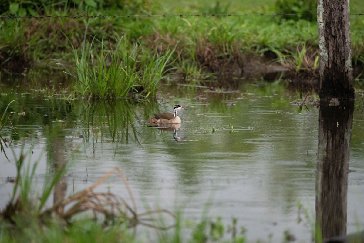 Sungrebe - ML395174831