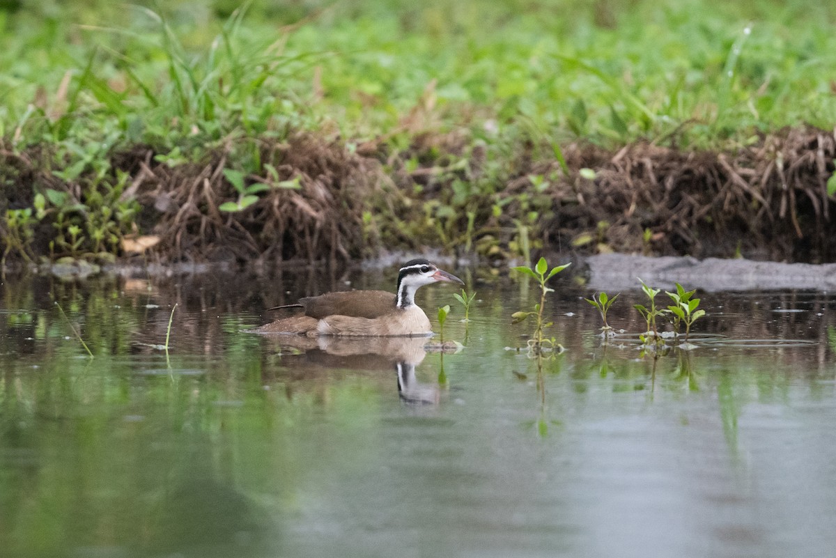 Sungrebe - ML395175321