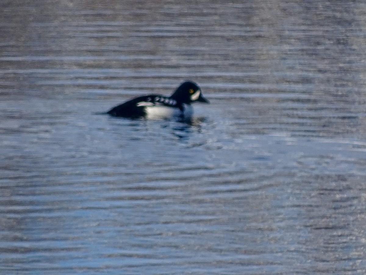 Barrow's Goldeneye - ML395176141