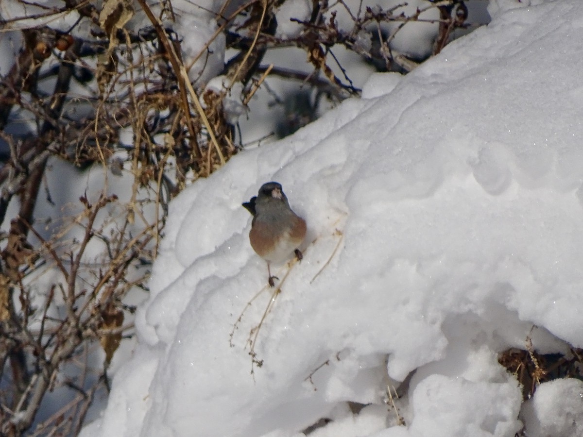 Dark-eyed Junco (Pink-sided) - ML395176251