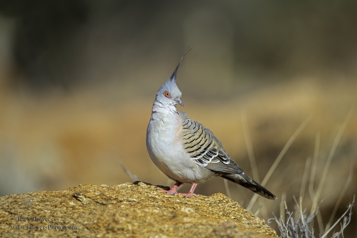 Crested Pigeon - ML395177181