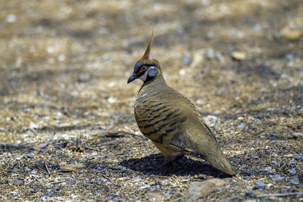 Spinifex Pigeon - ML395177401