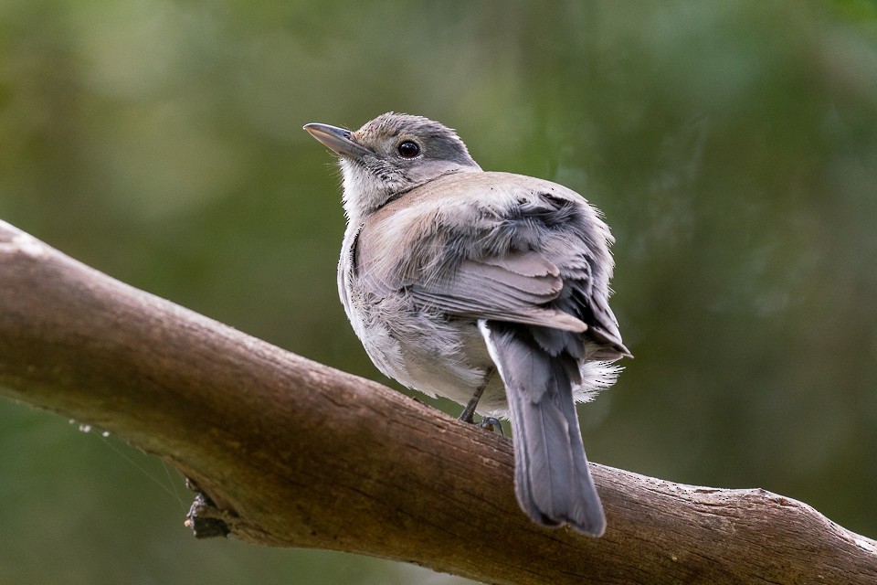 Gray Shrikethrush - ML395179511