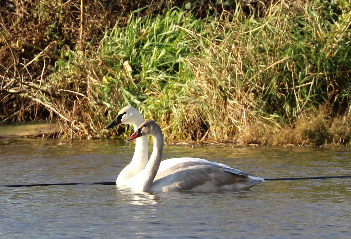 Trumpeter Swan - ML395180351