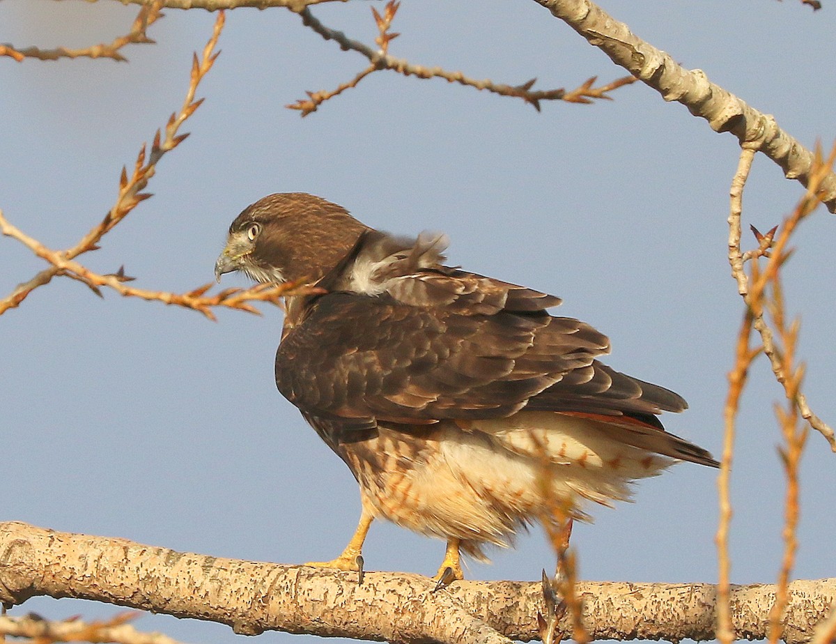 Red-tailed Hawk - Mike Fung