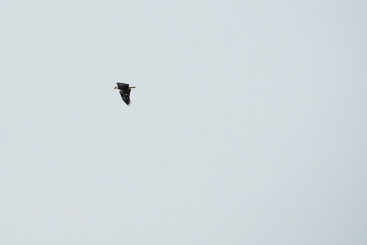 Bald Eagle - ML395180831