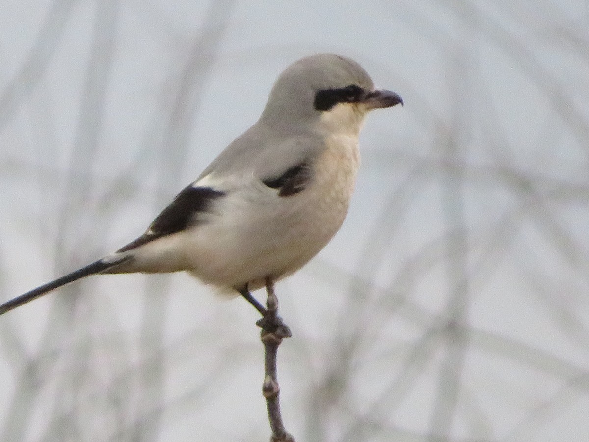 Northern Shrike - Anonymous