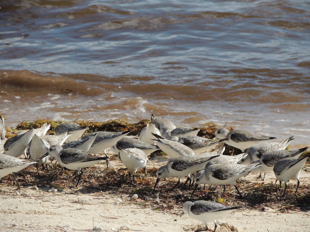 Bécasseau sanderling - ML395182061