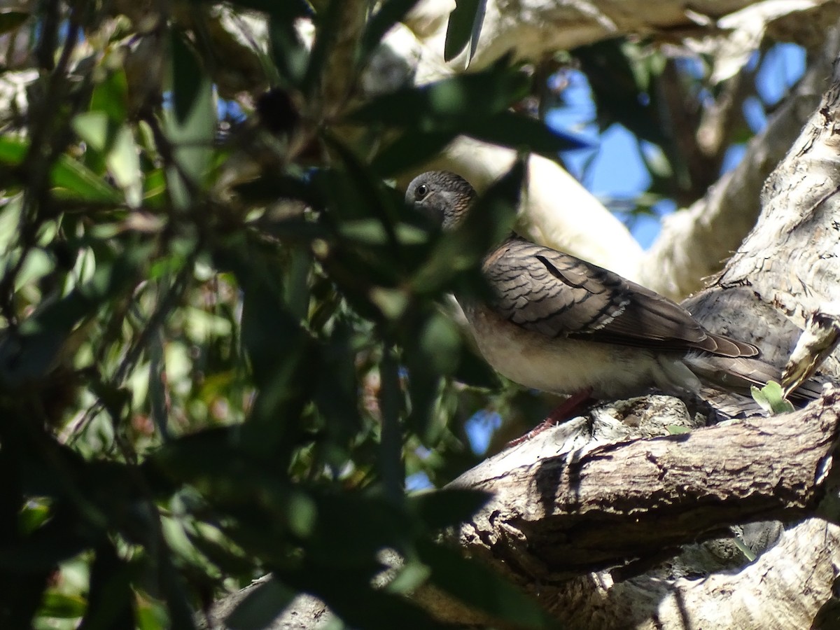 Bar-shouldered Dove - ML395183371