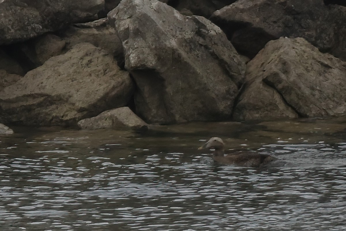 Common Eider - ML395183401