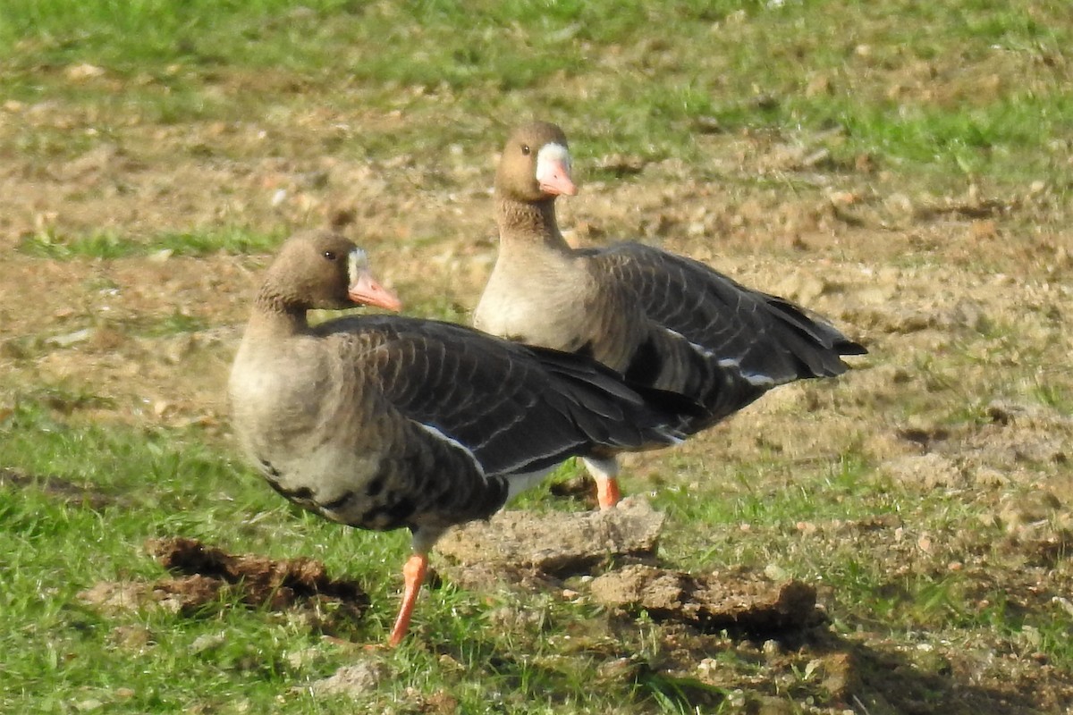 Greater White-fronted Goose - ML395183601