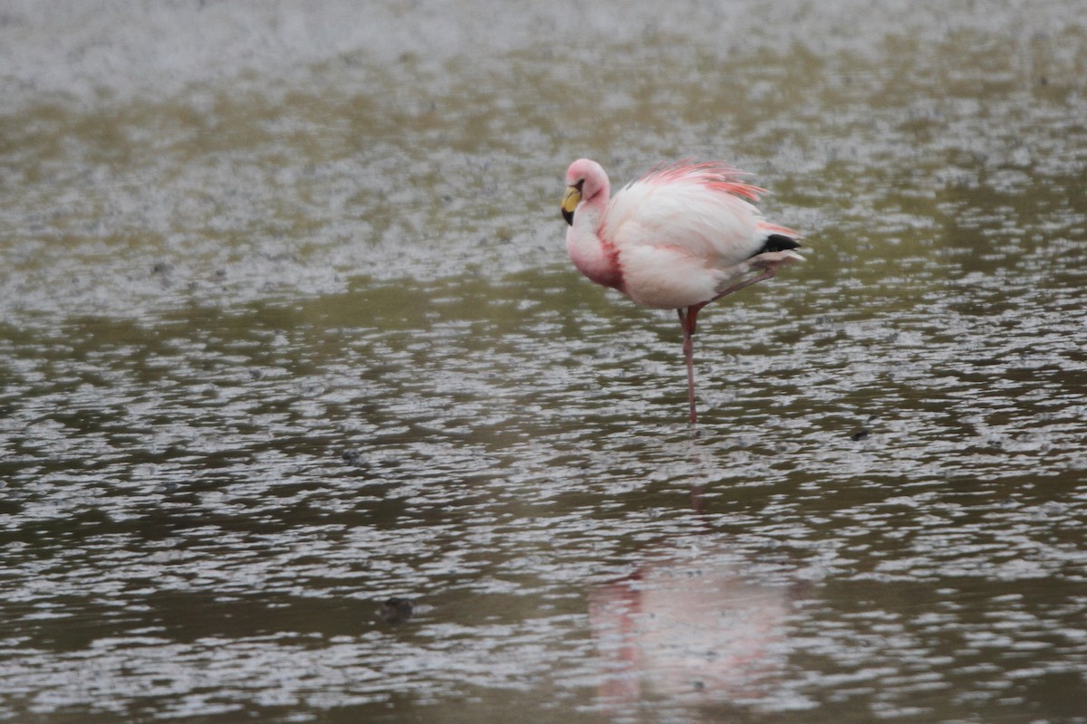Puna Flamingosu - ML39518441