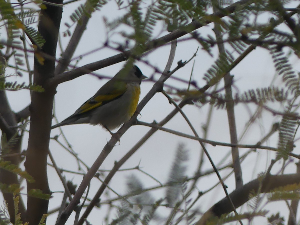 Lawrence's Goldfinch - ML395184521