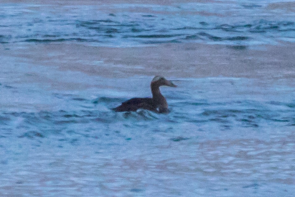 Common Eider - ML395185131