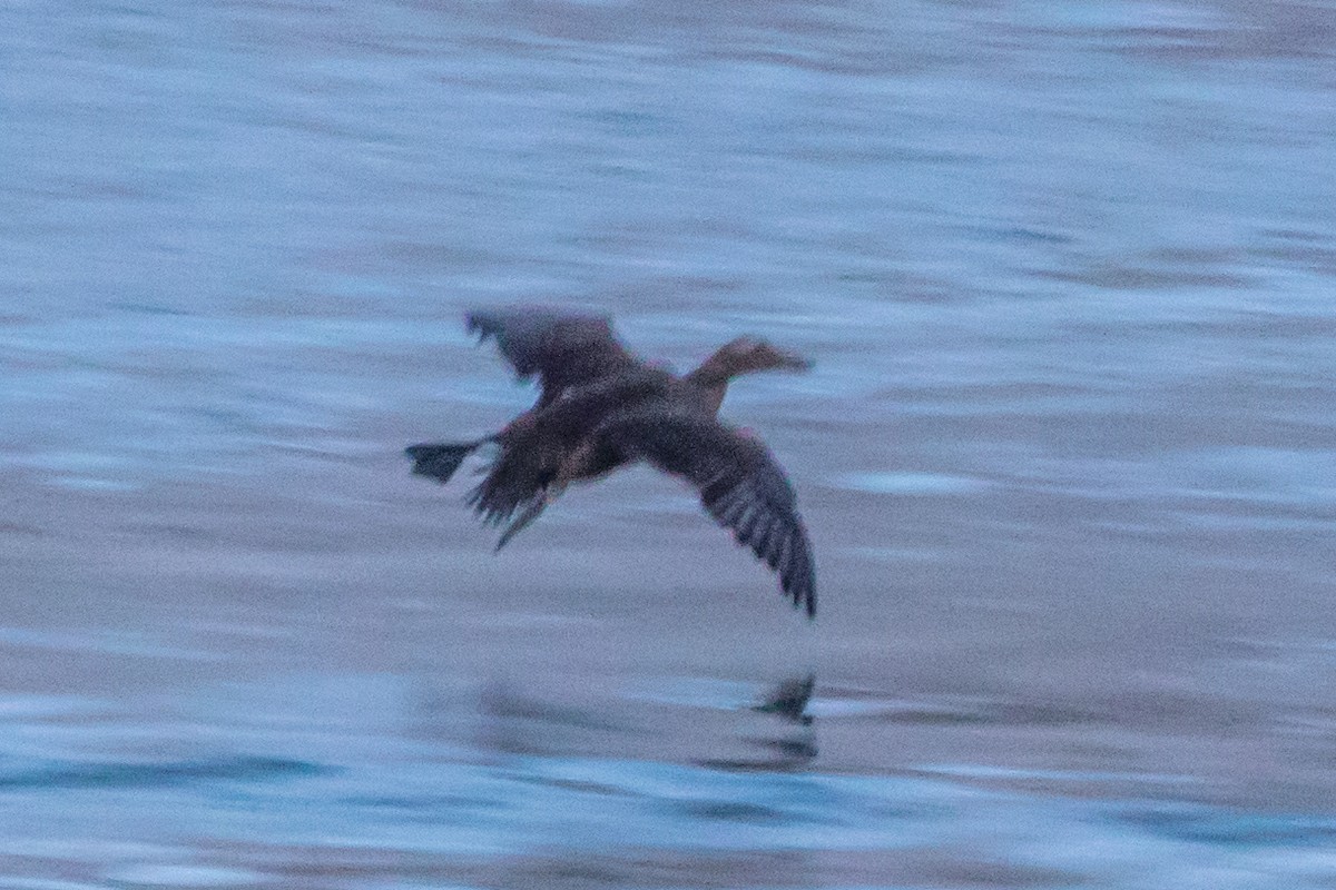 Common Eider - ML395185141