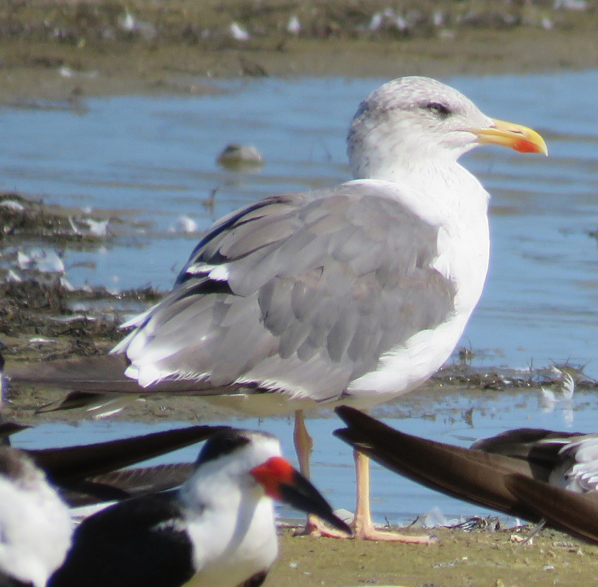 Gaviota Sombría - ML39518591