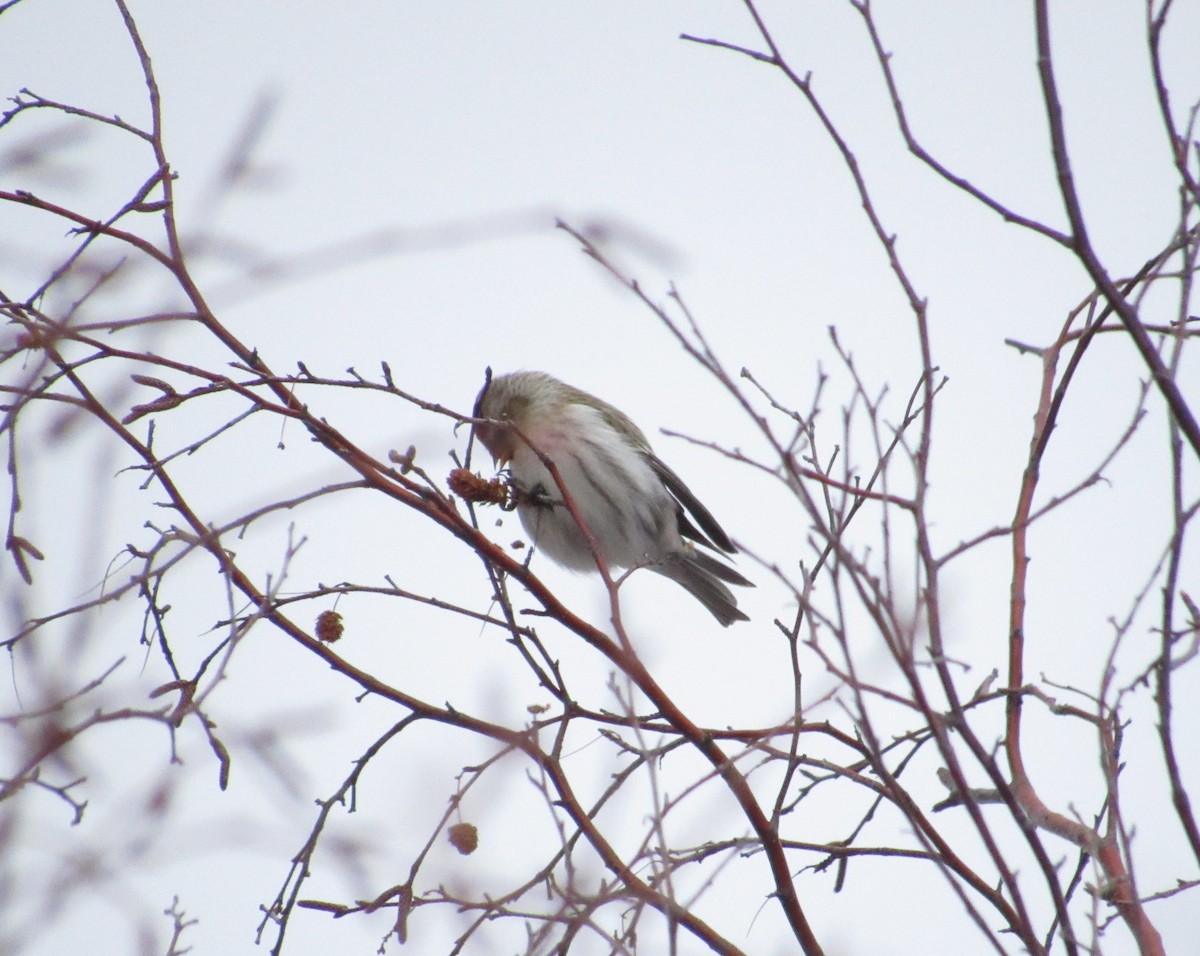 Redpoll (Hoary) - ML395187021