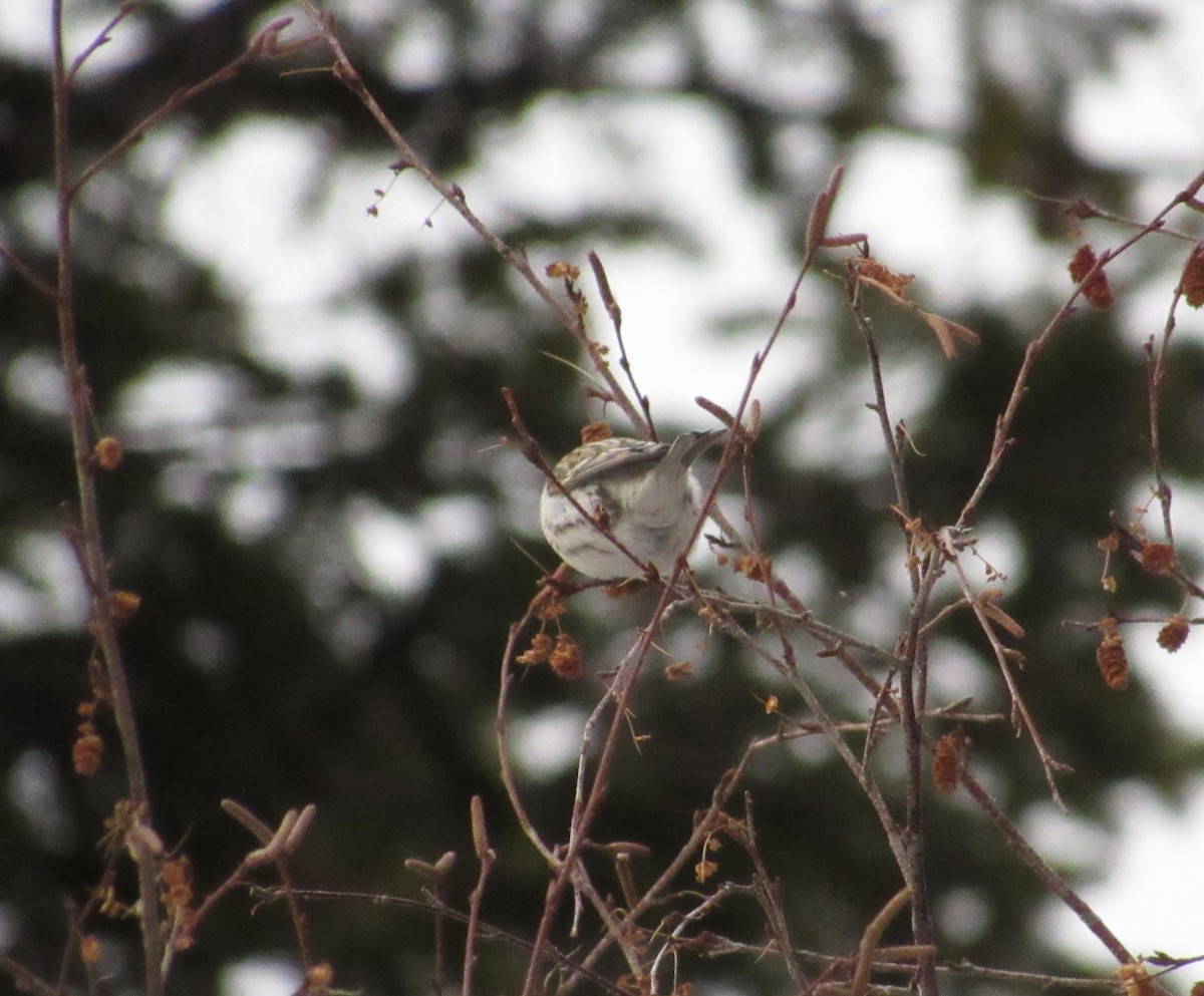 Redpoll (Hoary) - ML395187031