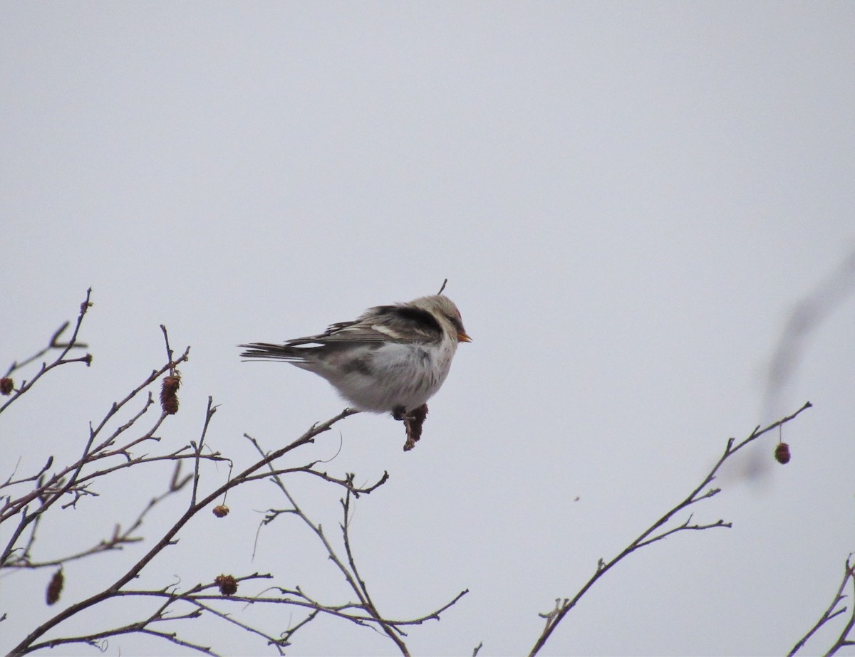 Redpoll (Hoary) - ML395187041