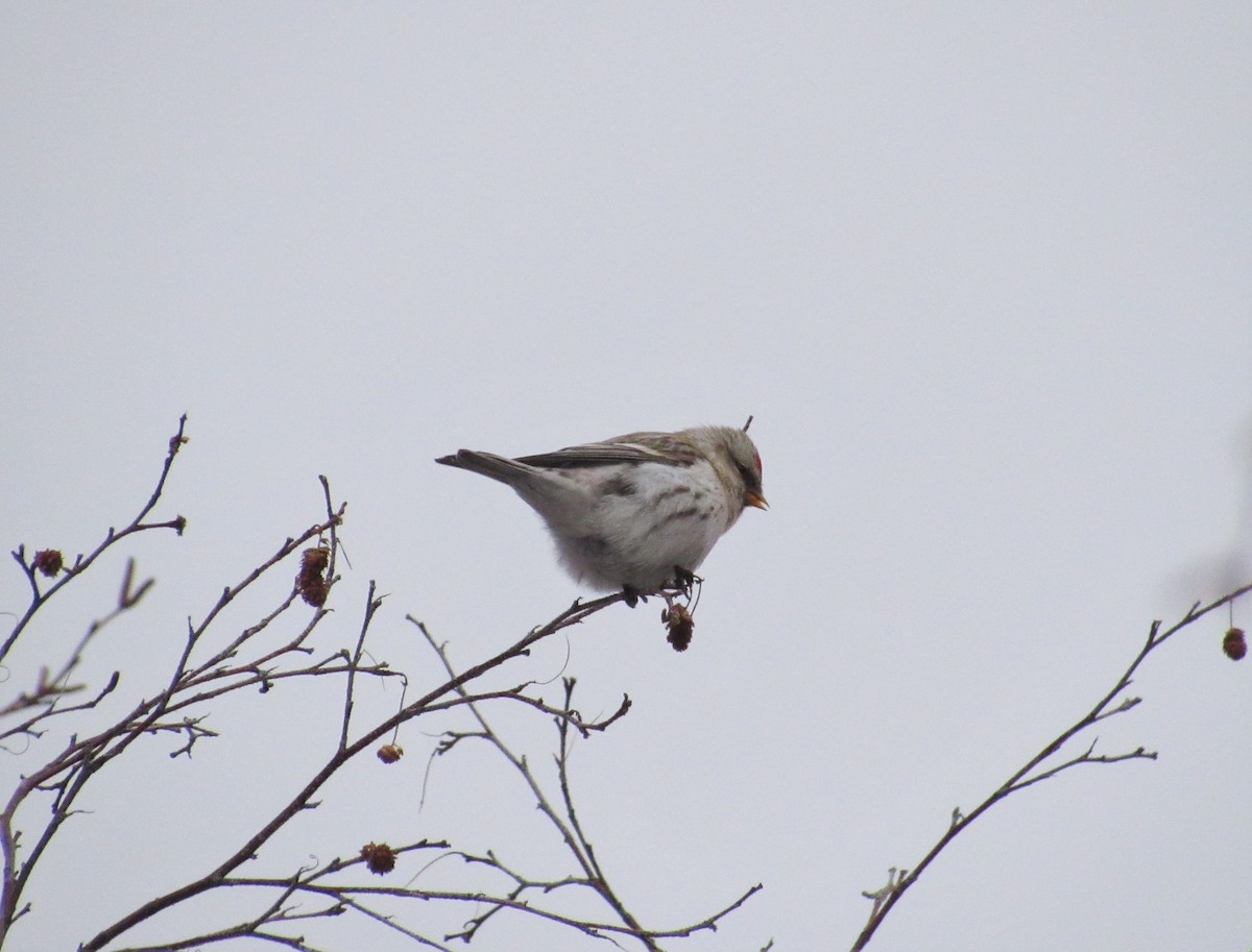 Redpoll (Hoary) - ML395187051