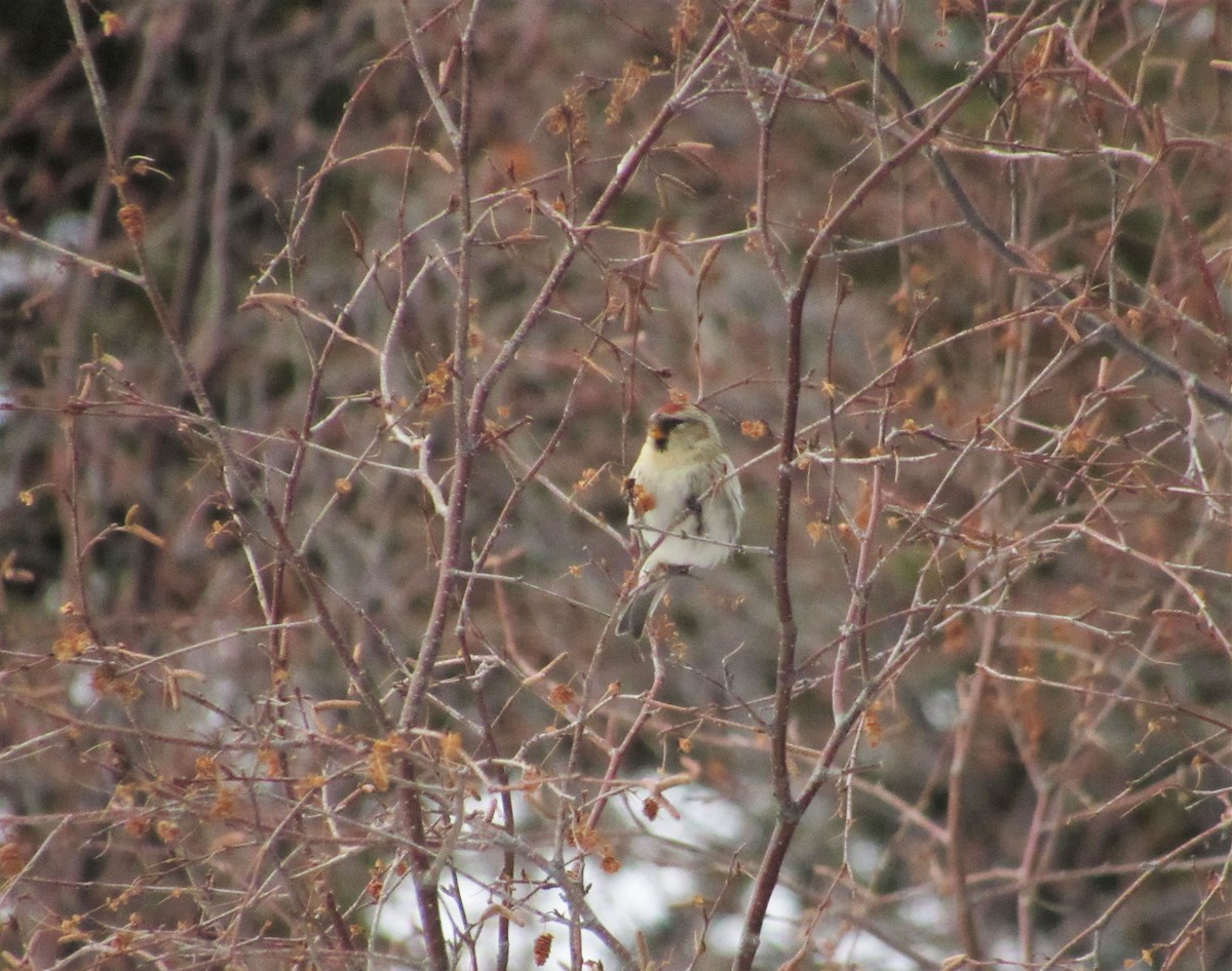 Redpoll (Common) - ML395187061