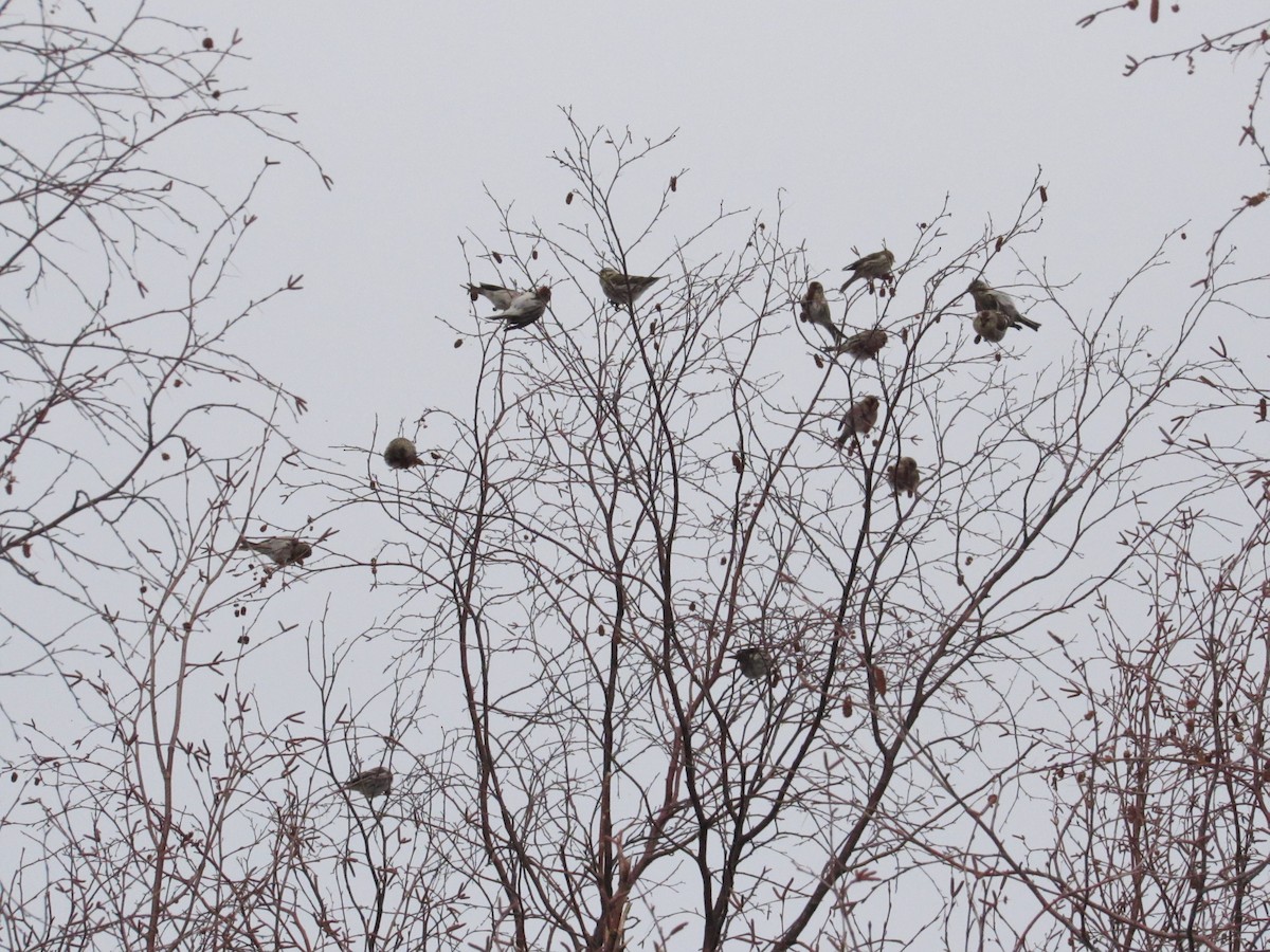 Redpoll (Common) - ML395187081