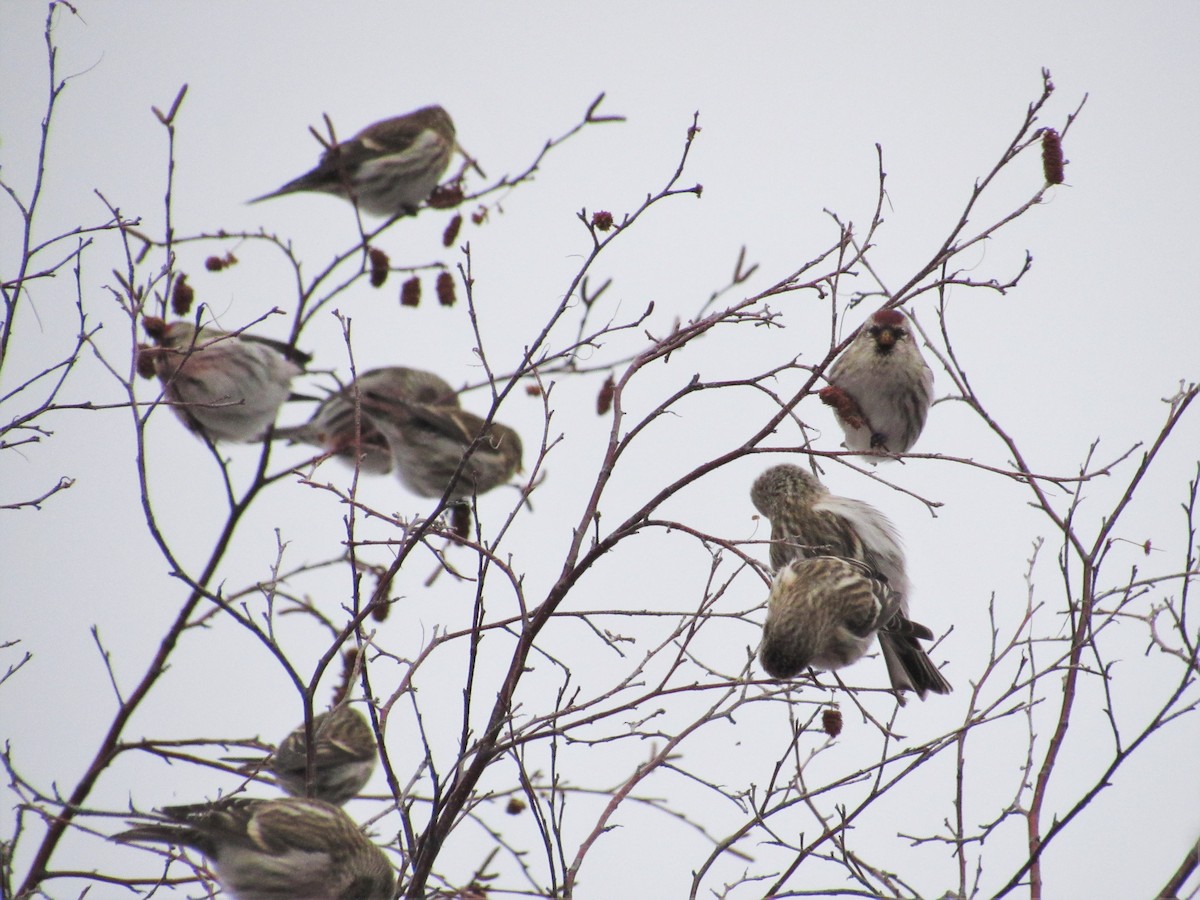 Redpoll (Common) - ML395187091