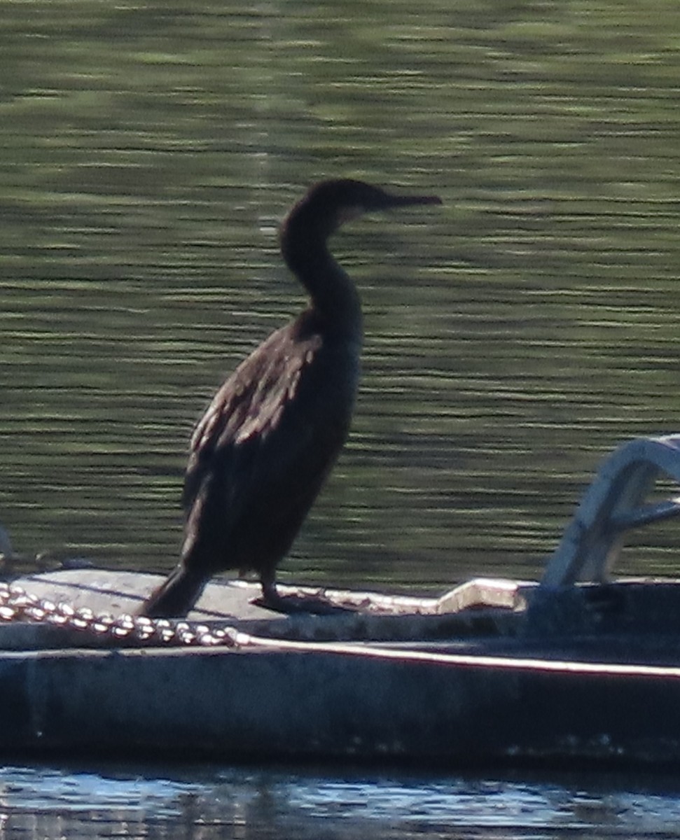 Brandt's Cormorant - ML395188191