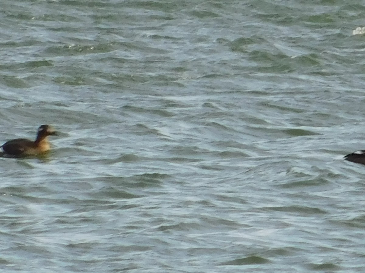 White-winged Scoter - Nathan Mansor