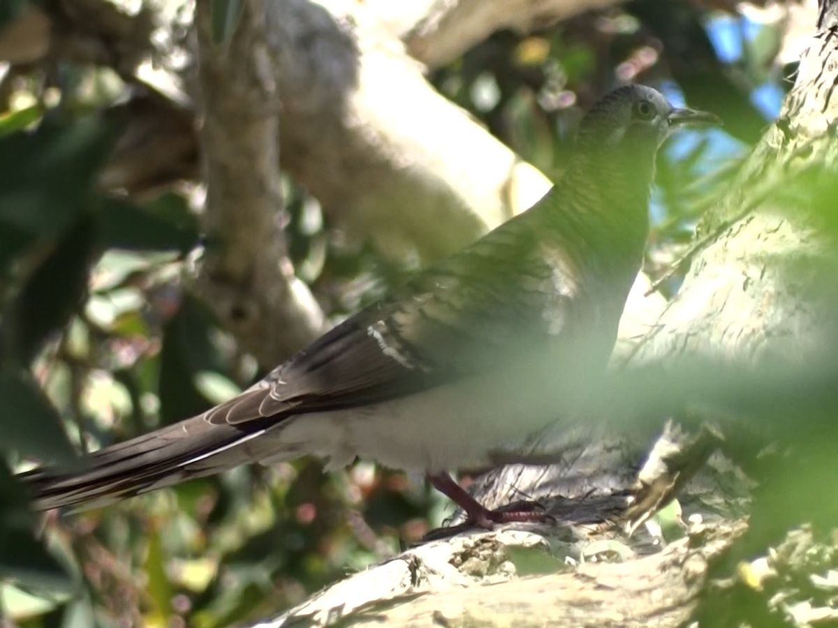 Bar-shouldered Dove - ML395189651