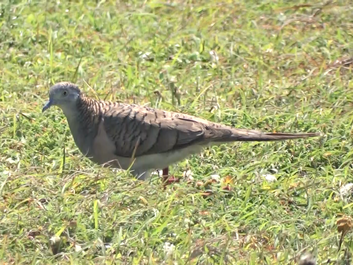 Bar-shouldered Dove - ML395190111