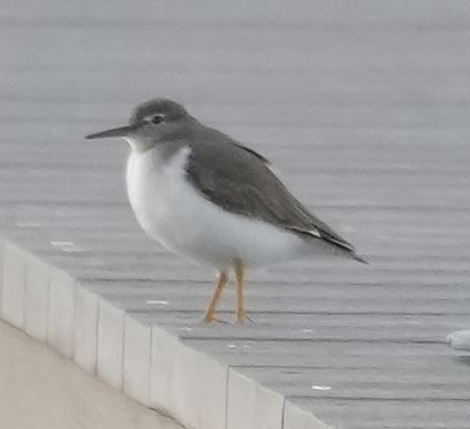 Spotted Sandpiper - E Jones