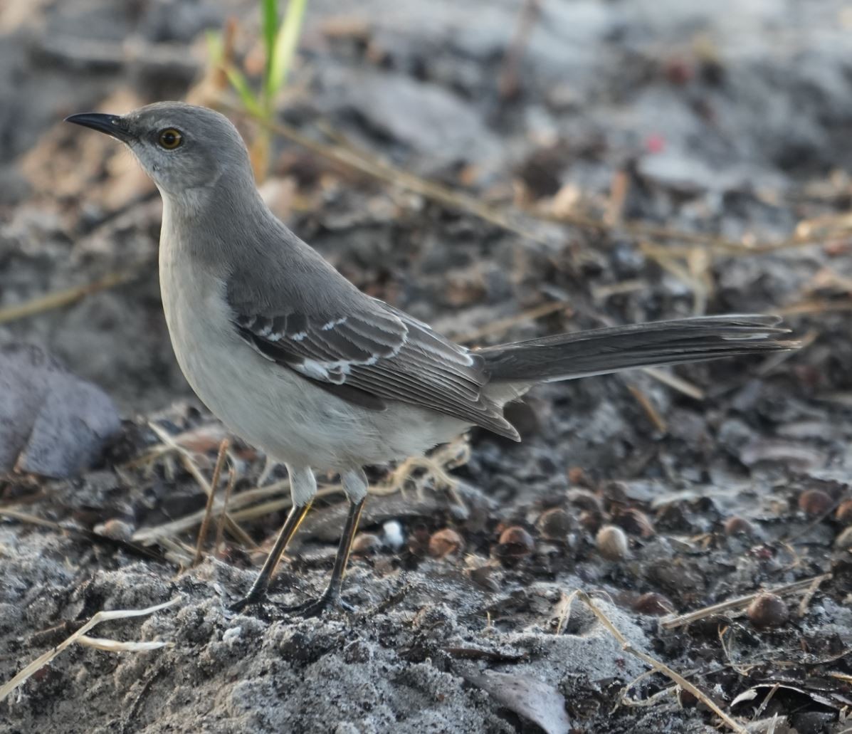 Northern Mockingbird - E Jones