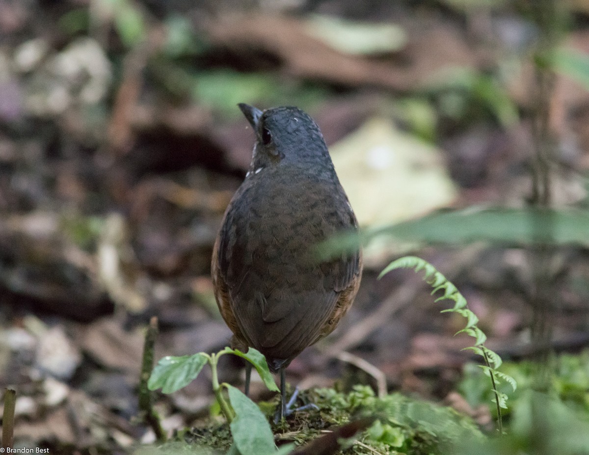 Moustached Antpitta - ML395195041