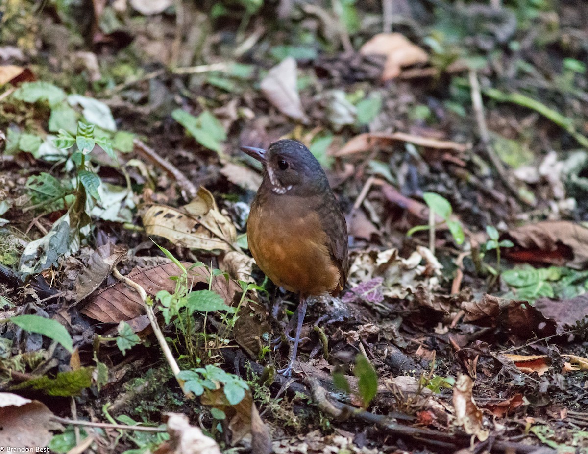 Moustached Antpitta - ML395195051