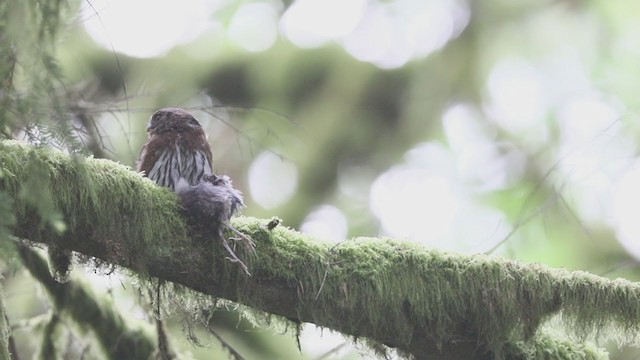 Northern Pygmy-Owl (Pacific) - ML395196831