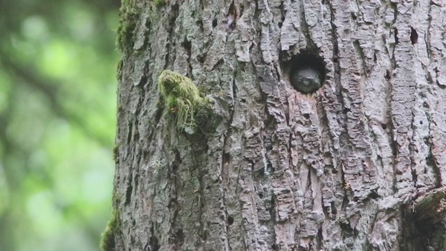 Northern Pygmy-Owl (Pacific) - ML395197941